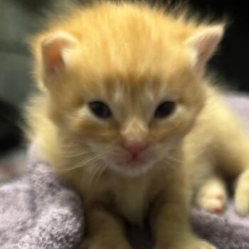 Zuko -  Domestic Short Hair Cat for Adoption in Lakewood, Colorado - Zuko | PetCurious