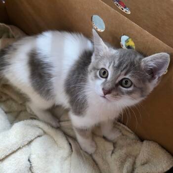 Rescue Domestic Short Hair Cats for Adoption in Tampa, Florida - Aroura | PetCurious