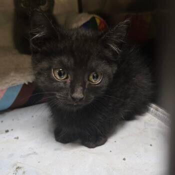 Thunder -  Domestic Short Hair Cat for Adoption in Waldorf, Maryland - Thunder | PetCurious