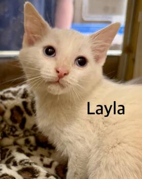 Layla -  Domestic Short Hair and Siamese Cat for Adoption in Owasso, Oklahoma - Layla | PetCurious