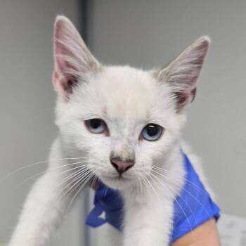 Banx -  Domestic Short Hair Cat for Adoption in Concord, North Carolina - Banx | PetCurious