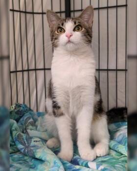 Winnie -  Domestic Short Hair Cat for Adoption in Novato, California - Winnie | PetCurious