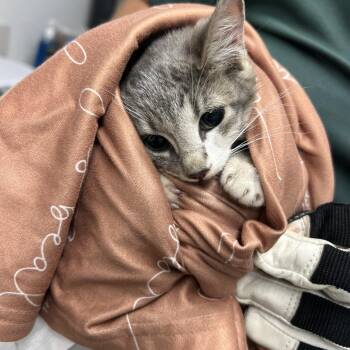 Dime -  Domestic Short Hair Cat for Adoption in St. Louis, Missouri - Dime | PetCurious