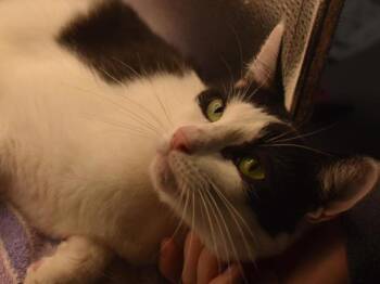 Domestic Short Hair Cats Available for Adoption in Portland, Oregon - Georgie | PetCurious