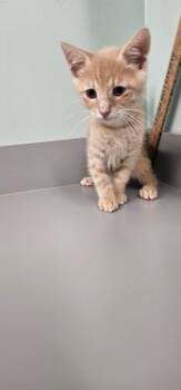 Apollo -  Domestic Short Hair Cat for Adoption in Athens, Tennessee - Apollo | PetCurious