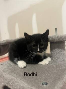 Uri -  Domestic Short Hair Cat for Adoption in Darien, Georgia - Uri | PetCurious