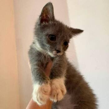 Hamantha -  Domestic Short Hair Cat for Adoption in Johnstown, Pennsylvania - Hamantha | PetCurious