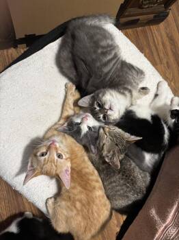 Woody -  Domestic Short Hair Cat for Adoption in Naugatuck, Connecticut - Woody | PetCurious