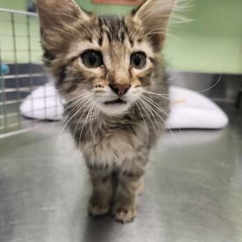 WeHo -  Domestic Medium Hair Cat for Adoption in Austin, Texas - WeHo | PetCurious