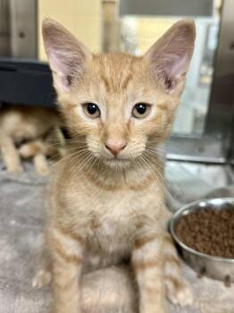 Carrot -  Domestic Short Hair Cat for Adoption in Wichita, Kansas - Carrot | PetCurious