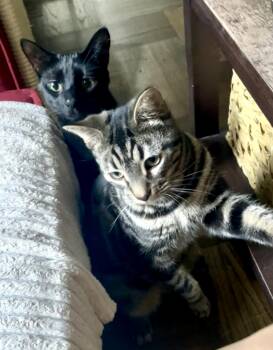 Rescue Domestic Short Hair Cats for Adoption in New York, New York - Diego & Botticelli | PetCurious