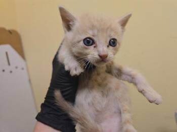 BAGGINS -  Domestic Short Hair Cat for Adoption in Tustin, California - BAGGINS | PetCurious