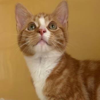 Sweet Potato -  Domestic Short Hair Cat for Adoption in East Hanover, New Jersey - Sweet Potato | PetCurious