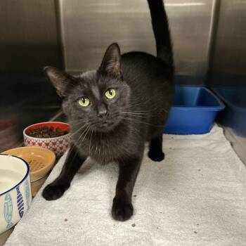 Pothole -  Domestic Short Hair Cat for Adoption in La Grange Park, Illinois - Pothole | PetCurious