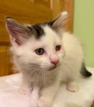 Domestic Long Hair and Domestic Short Hair Cats Available for Adoption in Dorr, Michigan - Leroy | PetCurious