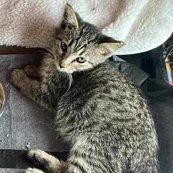 Thimble Miller -  Domestic Short Hair Cat for Adoption in Woodstock, Virginia - Thimble Miller | PetCurious