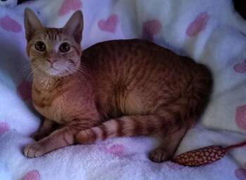 Domestic Short Hair Cats Available for Adoption - Madeline | PetCurious