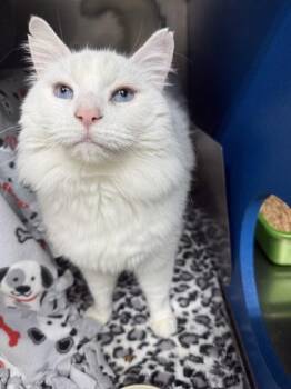 Boo -  Turkish Angora and Domestic Short Hair Cat for Adoption in Kalispell, Montana - Boo | PetCurious