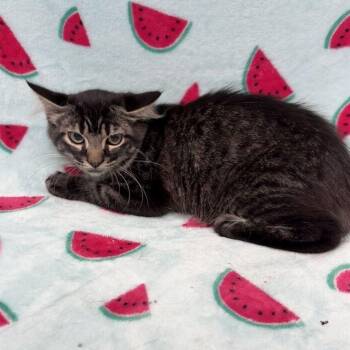 Rolly -  Domestic Medium Hair Cat for Adoption in Valdosta, Georgia - Rolly | PetCurious