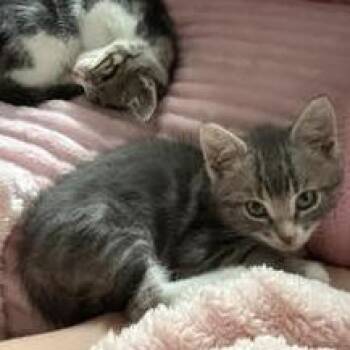 Cricket -  Domestic Short Hair Cat for Adoption in Philadelphia, Pennsylvania - Cricket | PetCurious