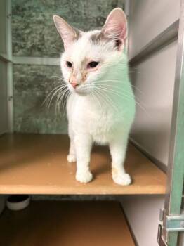 Domestic Short Hair Cats Available for Adoption in Paducah, Kentucky - White Kitty | PetCurious