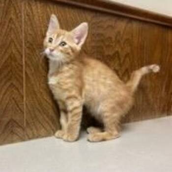 Hissy Elliot -  Domestic Short Hair Cat for Adoption in Oklahoma City, Oklahoma - Hissy Elliot | PetCurious
