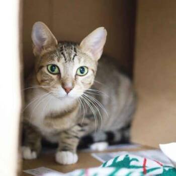 Domestic Short Hair Cats Available for Adoption - Josey | PetCurious