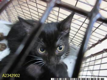 CLARISA -  Domestic Short Hair Cat for Adoption in West Palm Beach, Florida - CLARISA | PetCurious