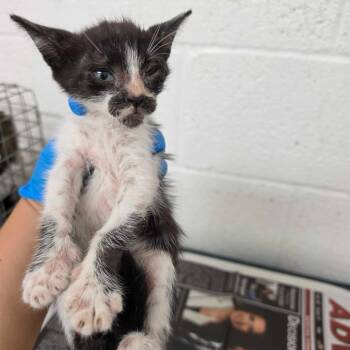 Moose -  Domestic Short Hair Cat for Adoption in Edinburg, Texas - Moose | PetCurious