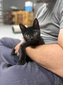 Willow -  Domestic Short Hair Cat for Adoption in Houston, Texas - Willow | PetCurious