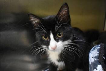 Bunny -  Domestic Short Hair Cat for Adoption in Kansas City, Missouri - Bunny | PetCurious