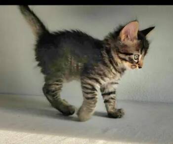Squeak - Sweet and affectionate -  Domestic Short Hair Cat for Adoption in Muskego, Wisconsin - Squeak - Sweet And Affectionate | PetCurious