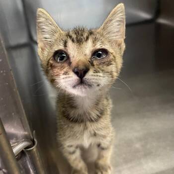 Mira -  Domestic Short Hair Cat for Adoption in Valley, Alabama - Mira | PetCurious