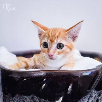 Mongo -  Domestic Short Hair Cat for Adoption in Spokane, Washington - Mongo | PetCurious