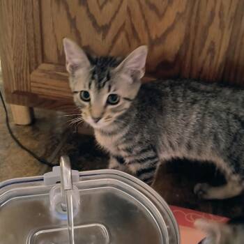 Shade -  Domestic Short Hair Cat for Adoption in Chandler, Arizona - Shade | PetCurious