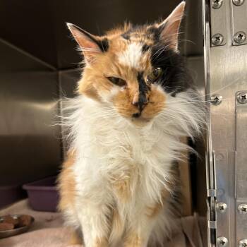 Merrin -  Domestic Long Hair Cat for Adoption in Lindon, Utah - Merrin | PetCurious