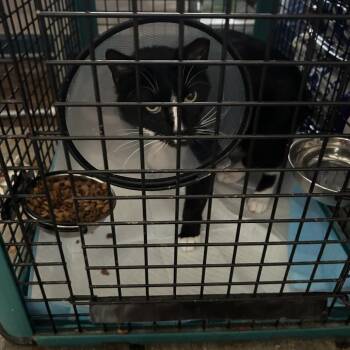 Toc -  Domestic Short Hair Cat for Adoption in Tulsa, Oklahoma - Toc | PetCurious
