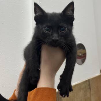 Domestic Short Hair Cats Available for Adoption in Chicago, Illinois - Rufio | PetCurious