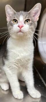 FOSTER -  Domestic Short Hair Cat for Adoption in York, South Carolina - FOSTER | PetCurious