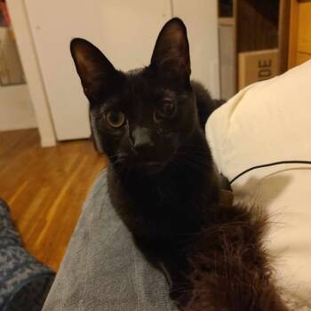 Domestic Short Hair Cats Available for Adoption - Sole  | PetCurious