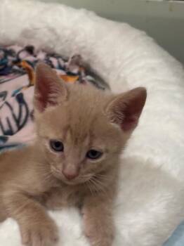 Domestic Short Hair Cats Available for Adoption in Fort Collins, Colorado - Waffles | PetCurious