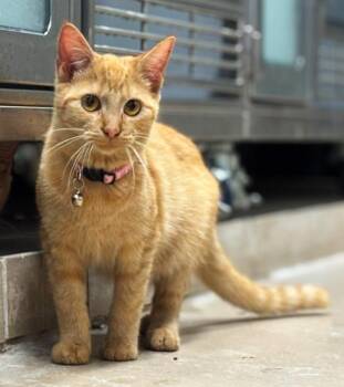 Rescue Domestic Short Hair Cats for Adoption in Lufkin, Texas - Boo | PetCurious