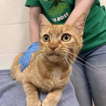 Domestic Short Hair Cats Available for Adoption - SVAS-Stray-38367 | PetCurious