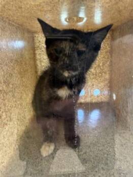 Flash -  Domestic Short Hair Cat for Adoption in Lafayette, Indiana - Flash | PetCurious
