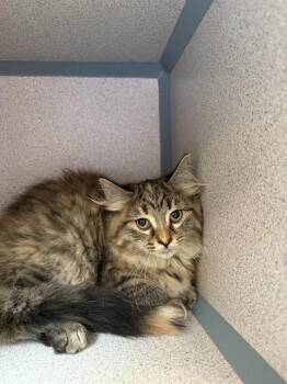 URSULA -  Domestic Medium Hair Cat for Adoption in Aliquippa, Pennsylvania - URSULA | PetCurious