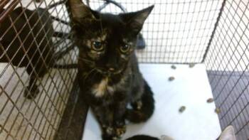 MYNA -  Domestic Short Hair Cat for Adoption in Doral, Florida - MYNA | PetCurious