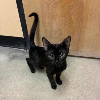 Blue Smoke -  Domestic Short Hair Cat for Adoption in NEW PT RICHEY, Florida - Blue Smoke | PetCurious
