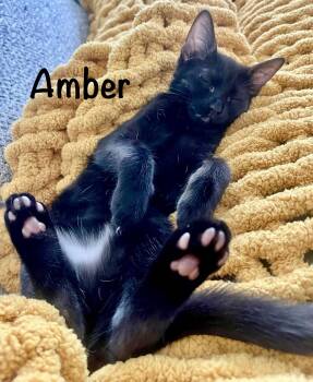Amber -  Domestic Short Hair Cat for Adoption in Reston, Virginia - Amber | PetCurious
