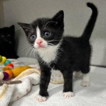 Bunsen -  Domestic Short Hair Cat for Adoption in Newark, New Jersey - Bunsen | PetCurious