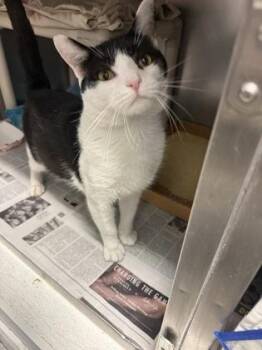 Squints -  Domestic Short Hair Cat for Adoption in Morristown, New Jersey - Squints | PetCurious